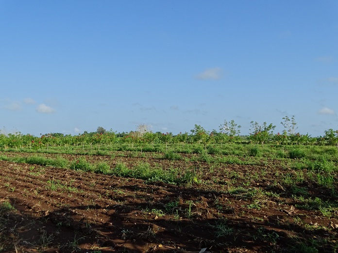 Primavera tardía, siembra atrasada y preparación de tierra insuficiente 3 ÁREAS AGRÍCOLAS