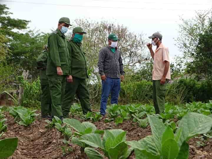 Pozo Salado, zona de alto potencial agrícola que puede cambiar su panorama (+AUDIO) 3 Siembra De Tabacos