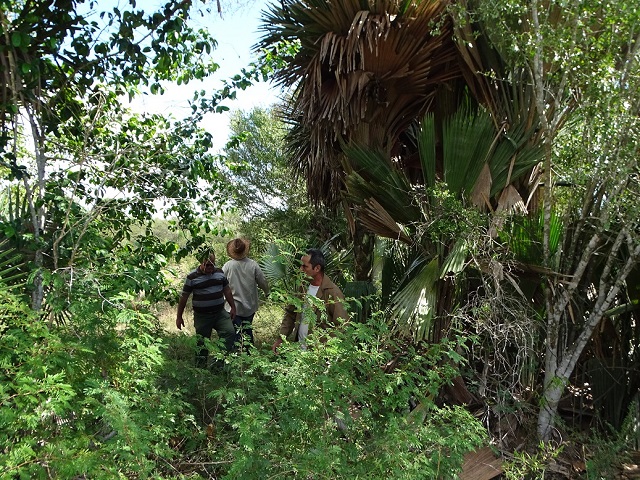 planta invasoras en sabana