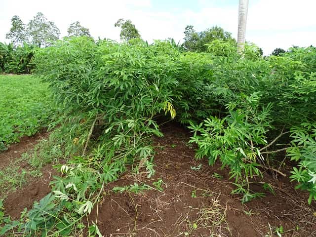 pial jobabo agroecolog a 640x480 1