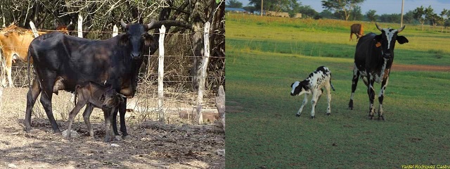 vacas de ordeño