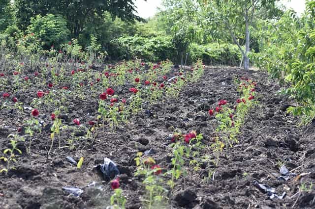 flores-jobabo
