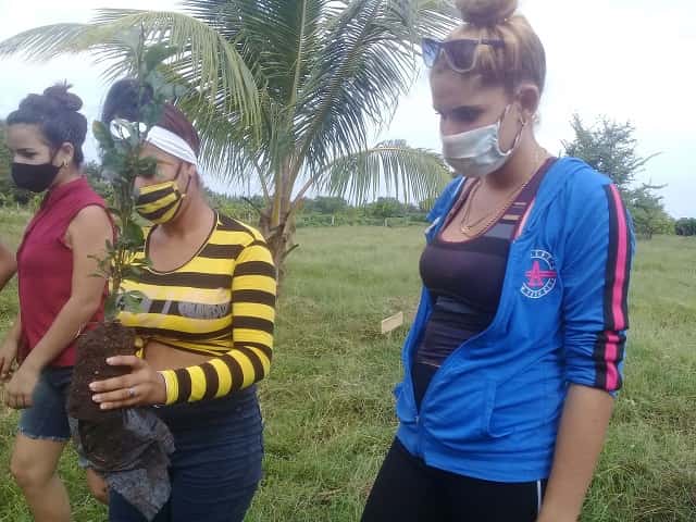 bosque feem jobabo
