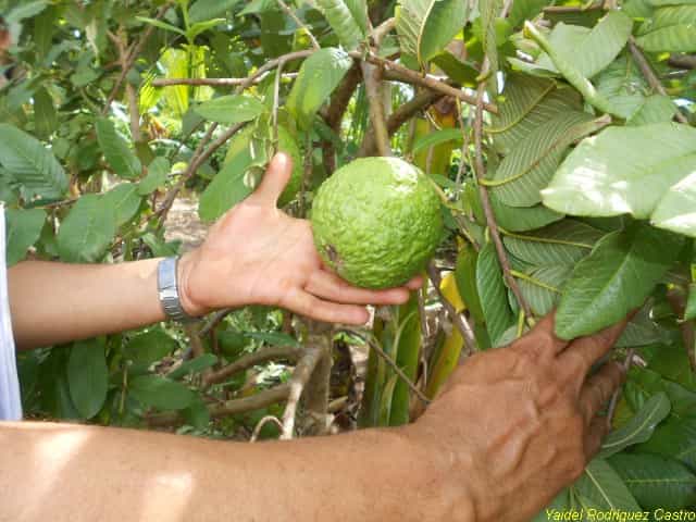 Fomento de frutales para la industria, prioridad en la agricultura jobabense
