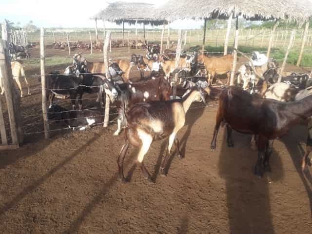 Labora sector campesino de Las Tunas en el completamiento de módulos pecuarios