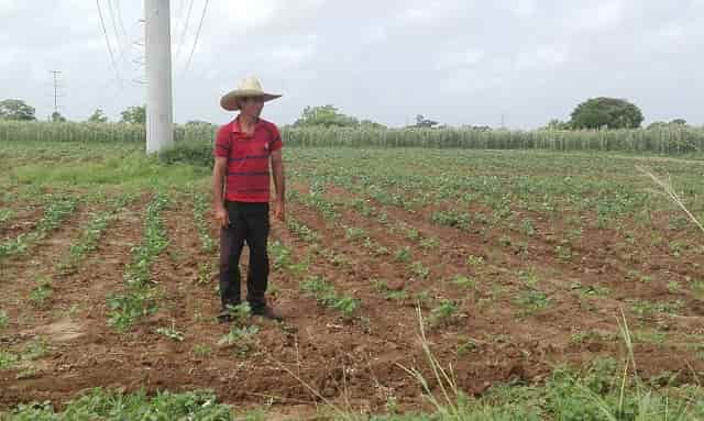 Polo tabacalero de La Veguita diversifica sus cultivos