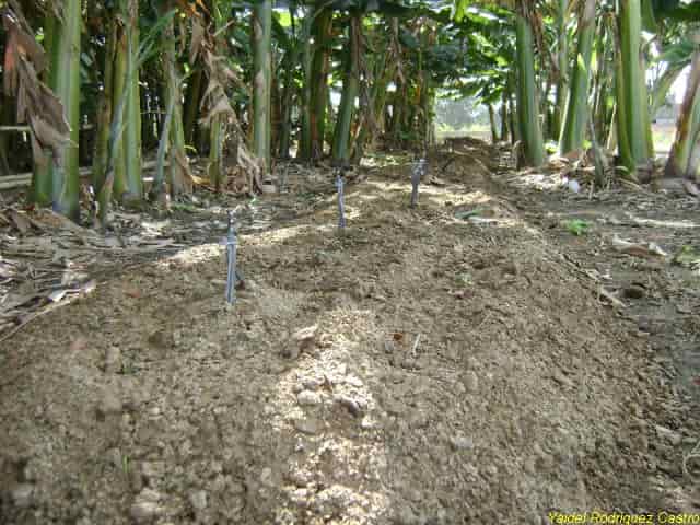 PIAL apuesta por una agricultura resiliente en Jobabo