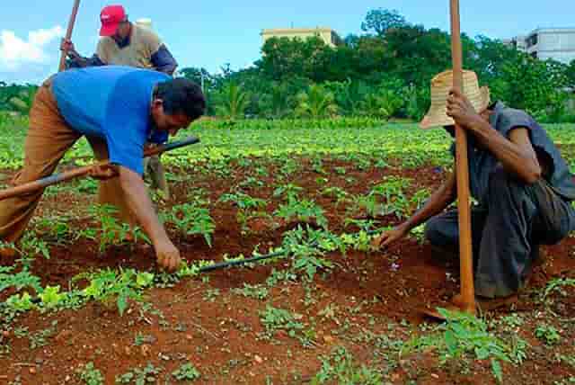 Celebran Día del Trabajador Agropecuario en Las Tunas