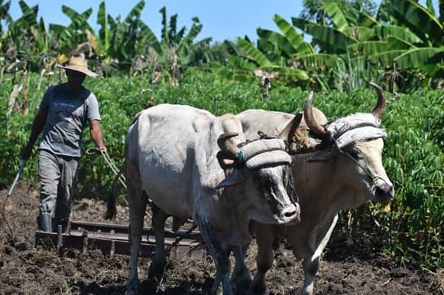 Agricultura, planes y limitaciones objetivas 2 Acondicionando la tierra