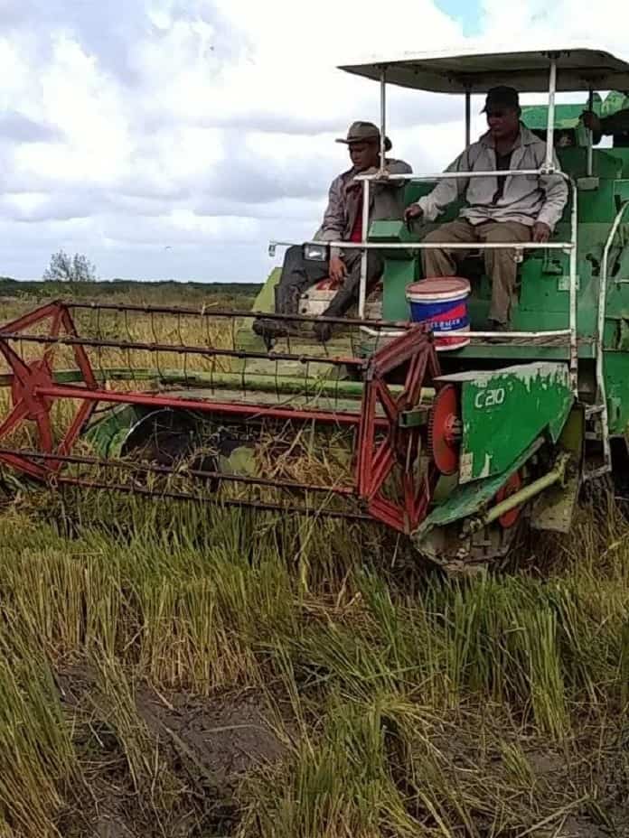 Iniciativas reviven el sueño arrocero en Zabalo 6 combinada cortando arroz