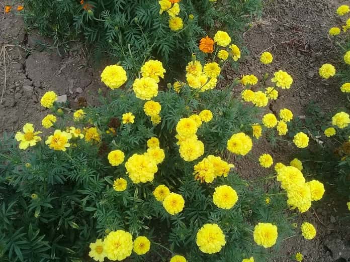 comunales flores