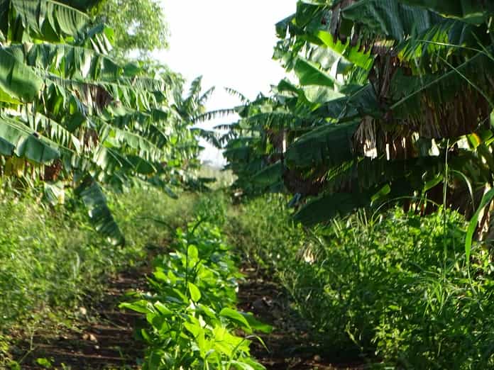 agricultura Jobabo
