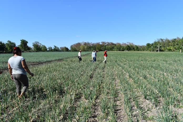 finca agroecológica Jobabo