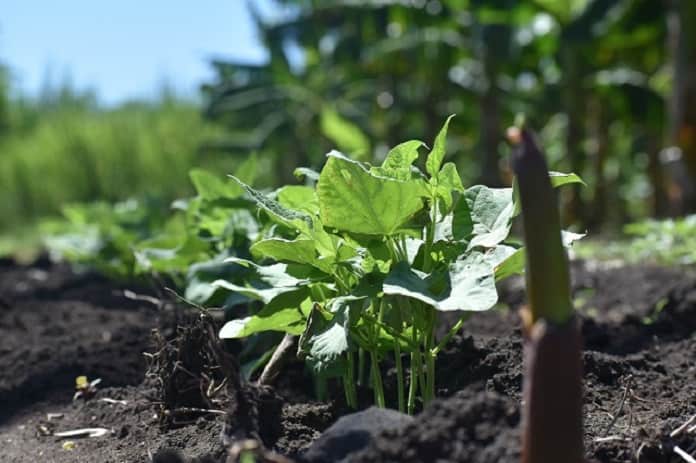 Destaca Jobabo en prácticas agroecológicas