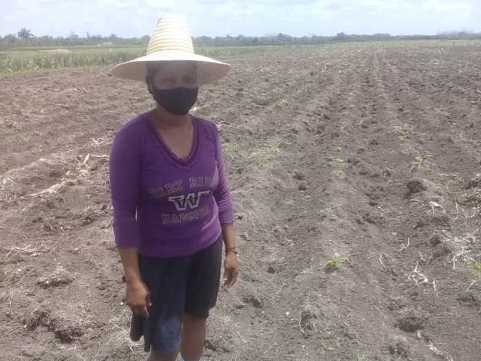 agricultora-jobabo