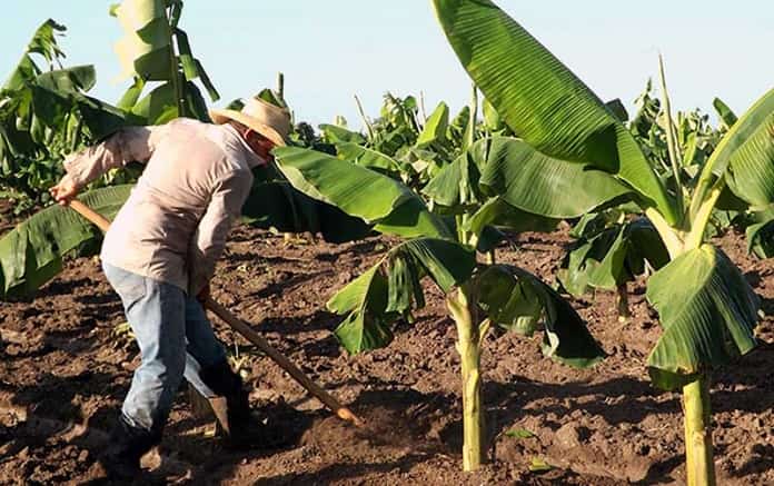 campesinos las tunas