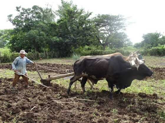 arando l tierra