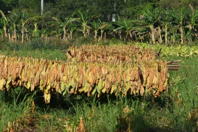 secado