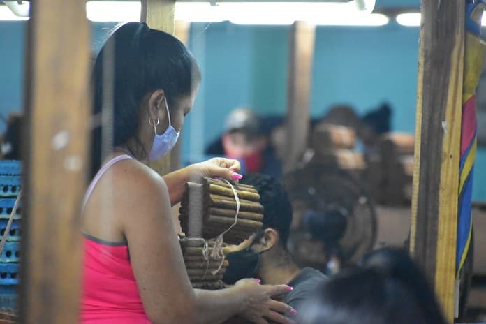 Día del Trabajador Tabacalero entre esfuerzos y condiciones anormales en su jornada laboral 1 tabaco
