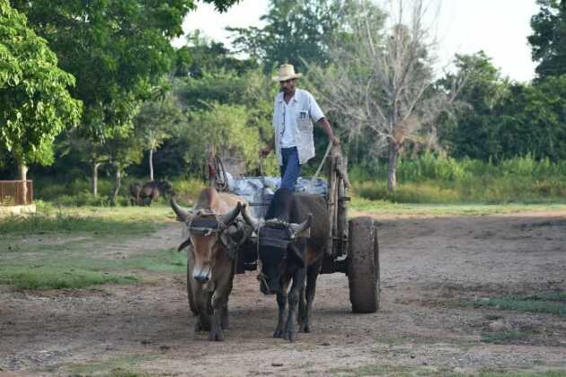 transportando en carreta de bueyes