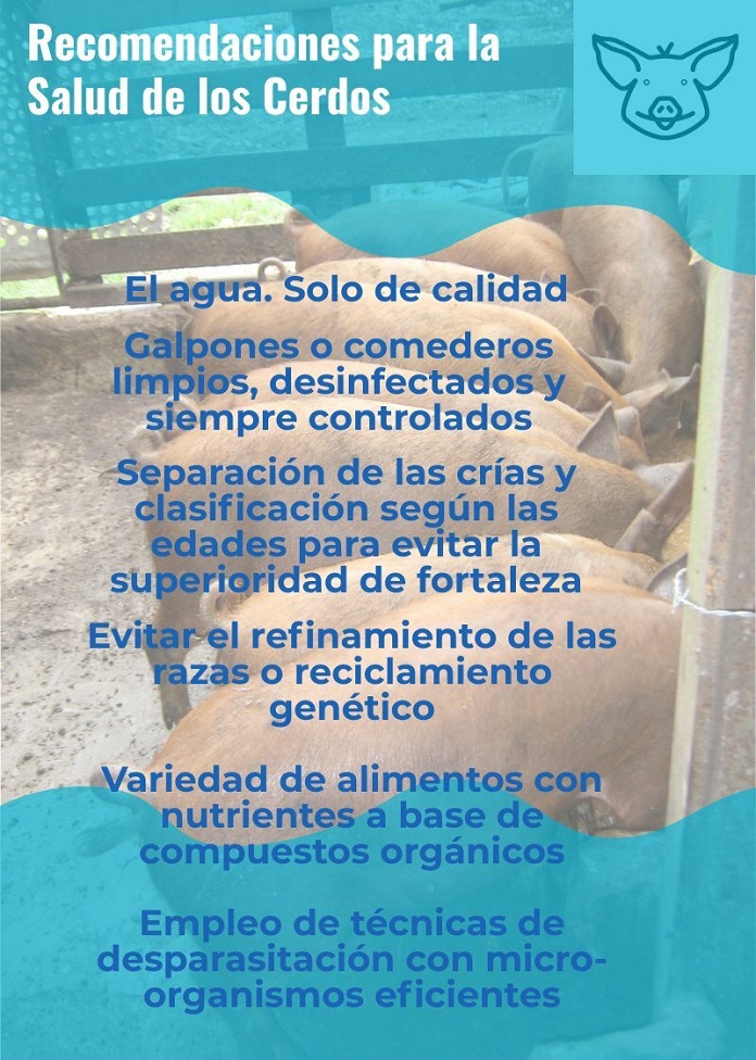 cerdos salud