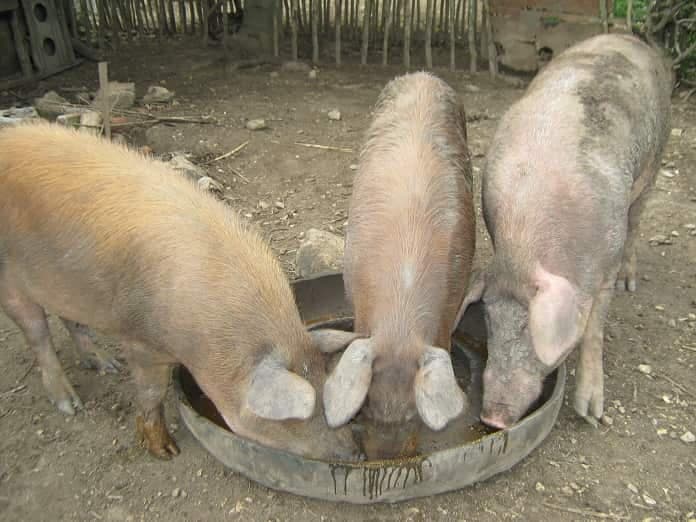 porcicultura