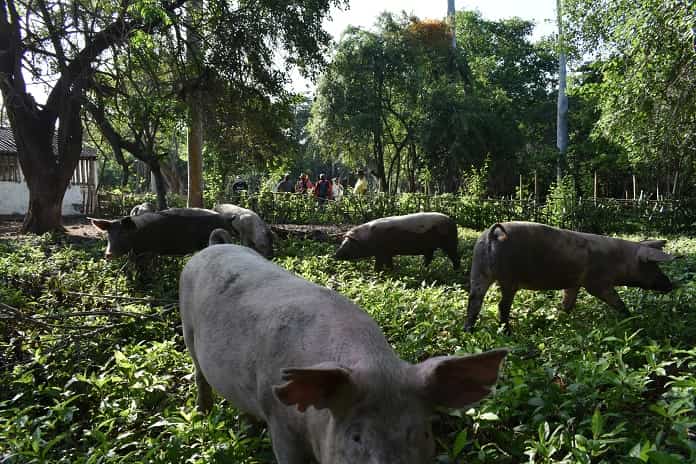 Visiones para transformar a Jobabo 2 unidad porcina el 49