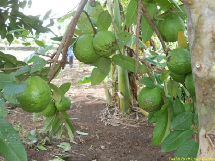 frutales guayaba