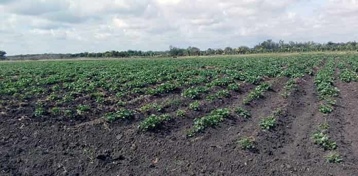 Priorizan en Las Tunas el uso de productos biológicos en la agricultura