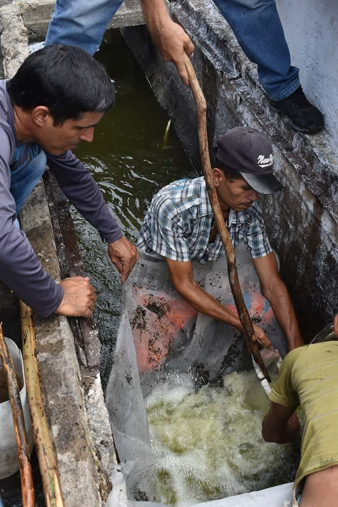 acuicultura Jobabo 2