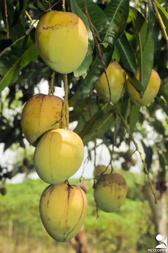 Instalarán próximamente planta de deshidratación de vegetales