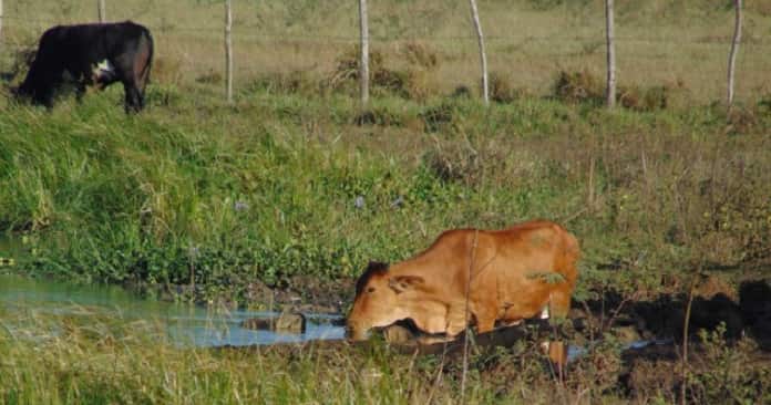 Sequía extrema afecta con intensidad sector pecuario