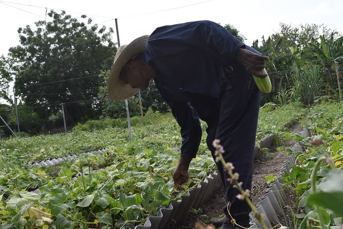 Grupo Nacional de la Agricultura Urbana evalúa en Jobabo recuperación hortícola 1 huerto