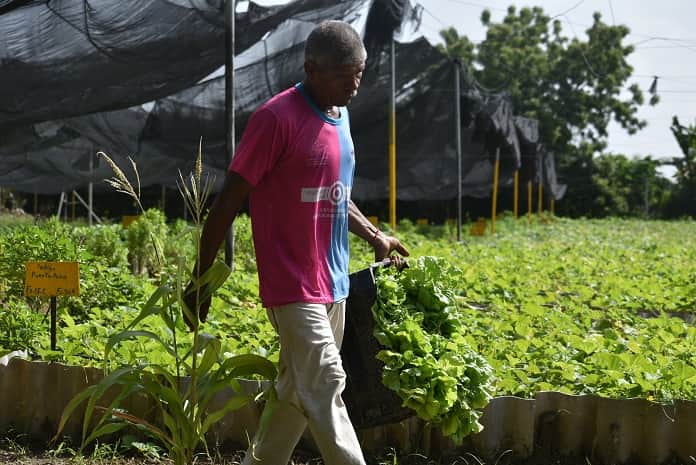 Grupo Nacional de la Agricultura Urbana evalúa en Jobabo recuperación hortícola