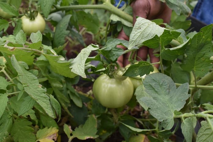 tomate en cosecha