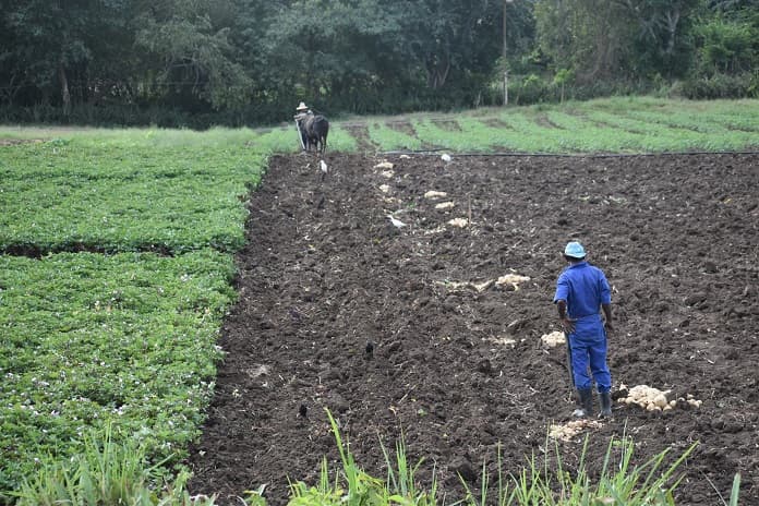 agricultura boniato sembrado