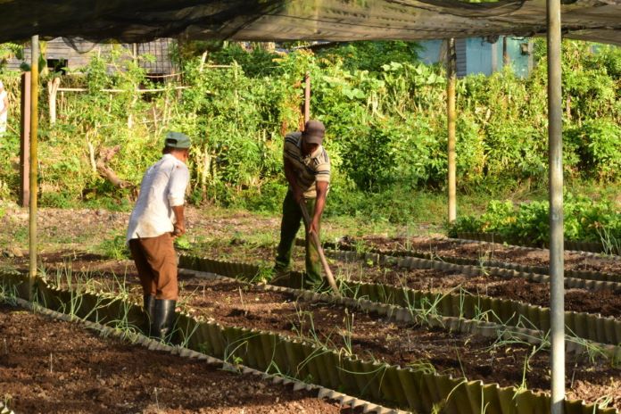 trabajo voluntario 10