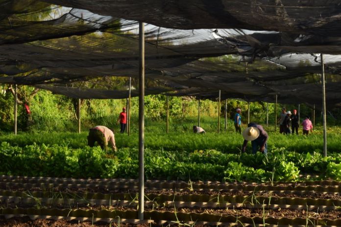 trabajo voluntario 11