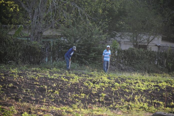 trabajo voluntario 13