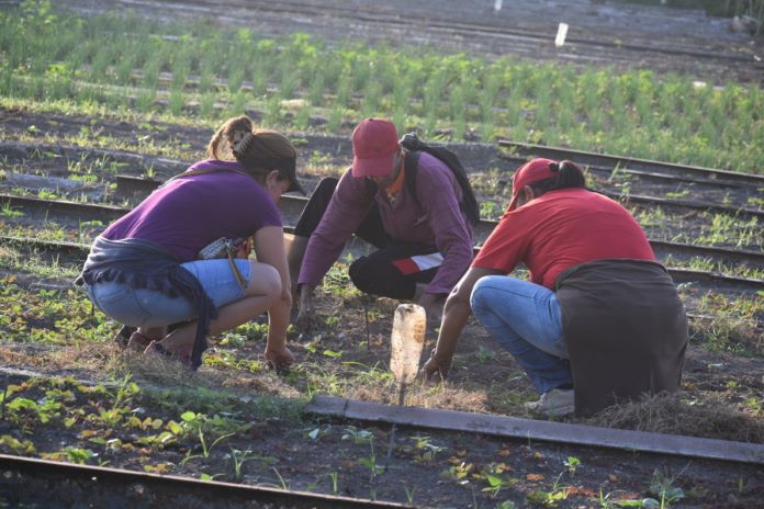 trabajo voluntario 16