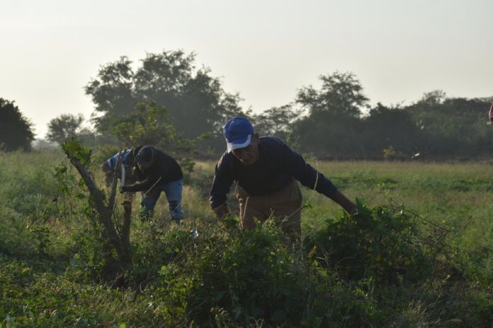 trabajo voluntario 20