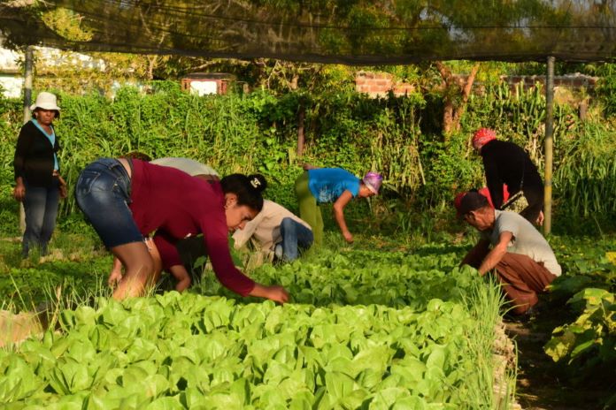 trabajo voluntario 9