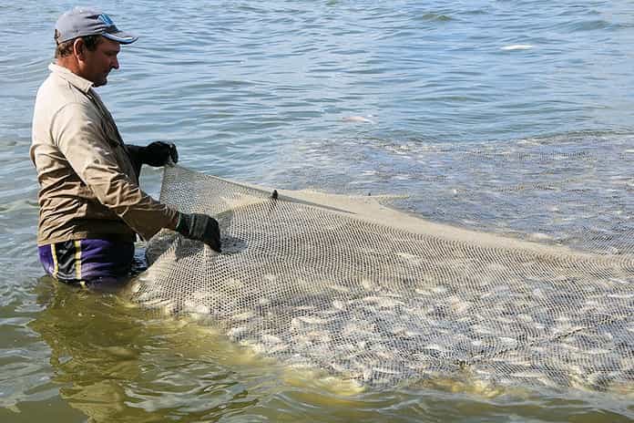 Acuicultores tuneros empeñados en criar y atrapar peces