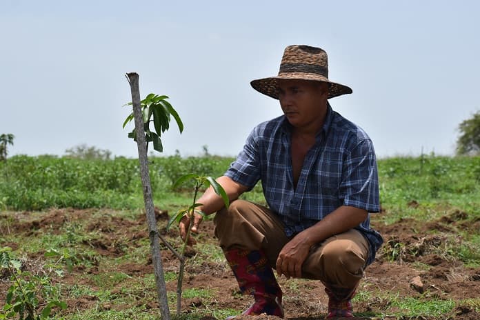 Un amanciero en los campos de Jobabo