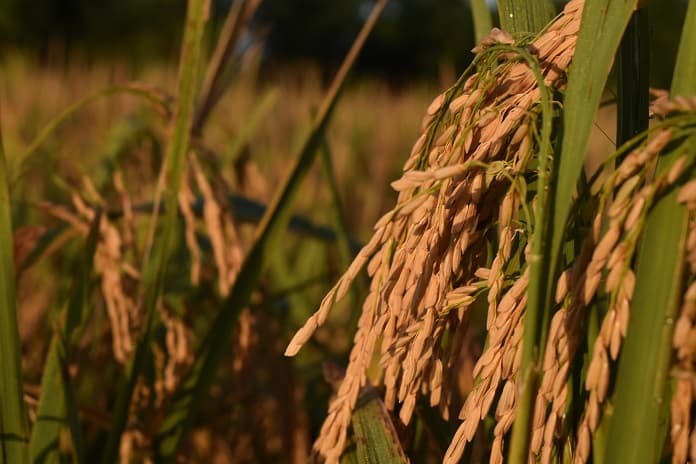 Arroz, con voluntad y… pocos recursos