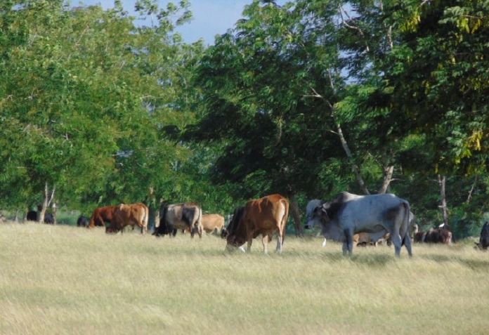 Agrociencia: Sistemas silvopastoriles