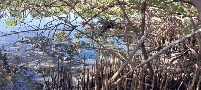 Invierten cifras millonarias en gestión ambiental de Las Tunas