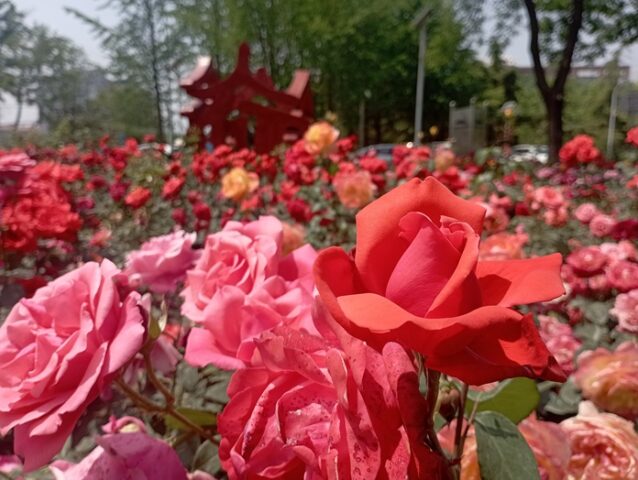 IMG 20250513 115814