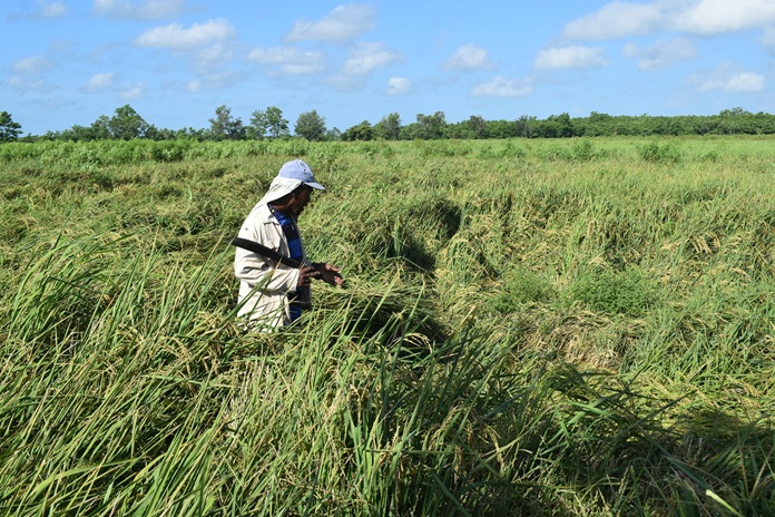 Echegoyen y el arroz en Jobabo